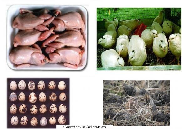 cresterea fermeidupa v-ati hotarat puneti picioare prepelite, urmatoarea decizie care trebuie oluati