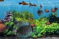 3D Fish School Screensaver v3.94 - 3D Fish School Screensaver v3.94 Info: 3D - download free soft
