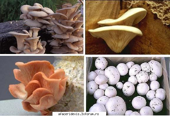 ciupercile sunt un produs foarte apreciat in toate mai ales iarna
cand legumele se gasesc in