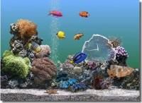 Marine Aquarium v2.6 Indescribable realism! - Marine Aquarium v2.6 Info: You've seen - download free soft
