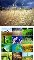Vista Beautifull Plants Wallpapers - Vista Beautifull Plants Wallpapers 31 JPG | - Poze